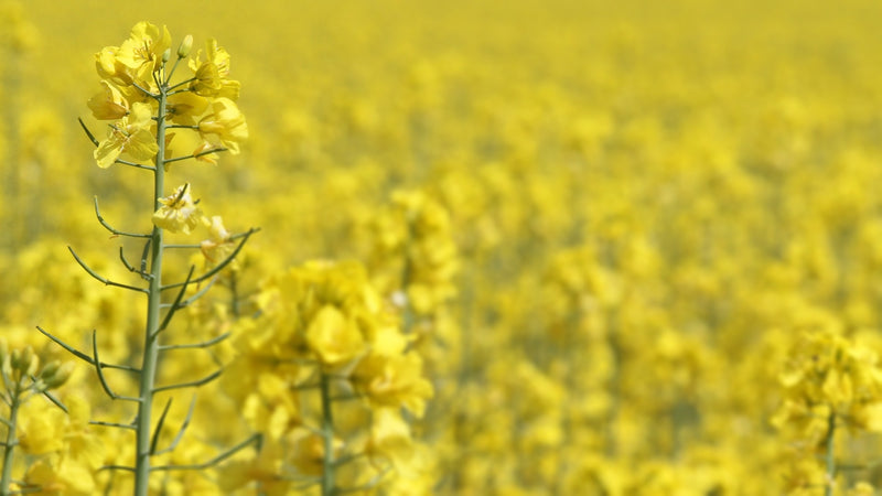 Rapeseed Oil