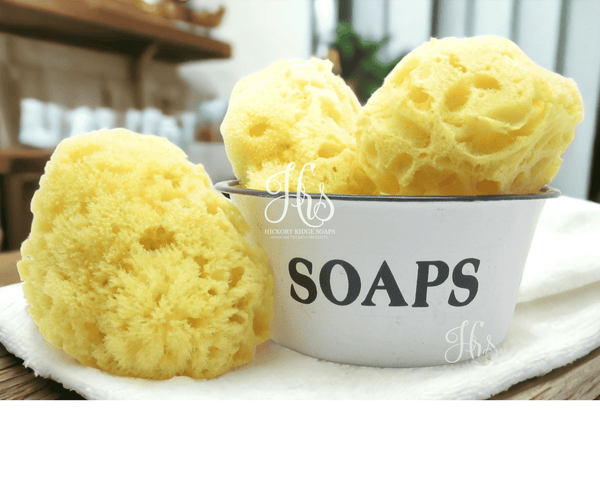 All Natural Dead Sea Sponge sea sponge Hickory Ridge Soap Co.   