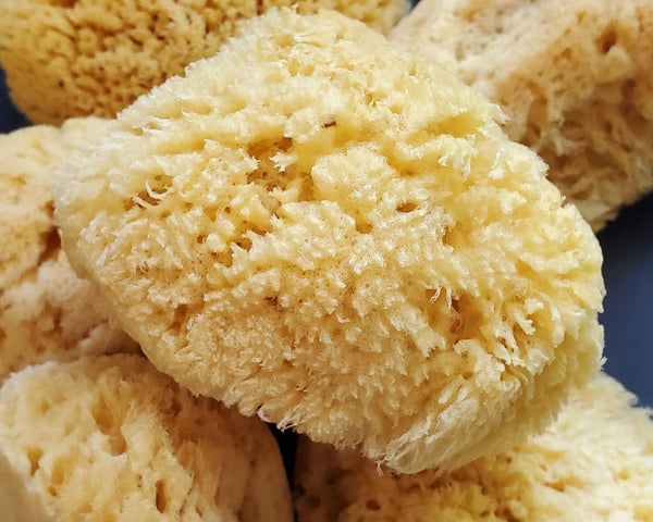 All Natural Dead Sea Sponge sea sponge Hickory Ridge Soap Co.   